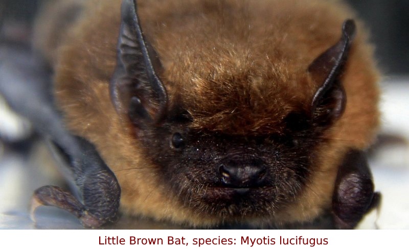 Little Brown Bat